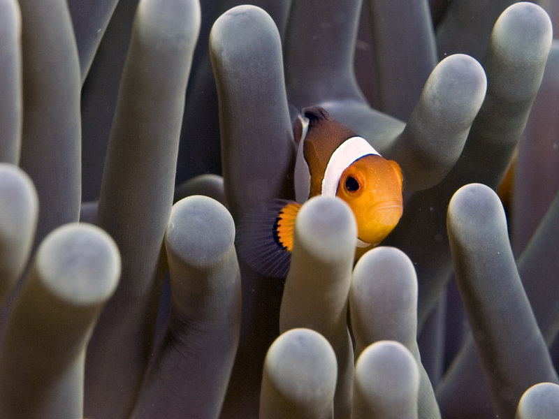 Clown Fish, Sibuan West